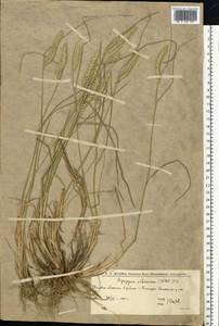 Agropyron fragile (Roth) P.Candargy, Eastern Europe, Lower Volga region (E9) (Russia)