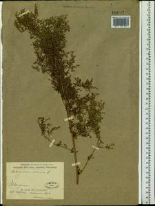 Artemisia annua L., Siberia, Baikal & Transbaikal region (S4) (Russia)