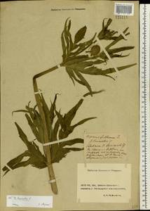 Dipsacus laciniatus L., Eastern Europe, Rostov Oblast (E12a) (Russia)