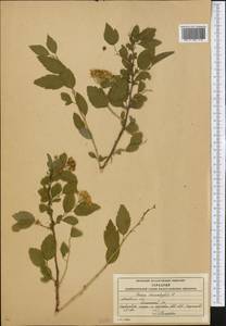 Spiraea chamaedryfolia L., Eastern Europe, Moscow region (E4a) (Russia)