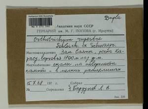 Lewinskya rupestris (Schleich. ex Schwägr.) F. Lara, Garilleti & Goffinet, Bryophytes, Bryophytes - Krasnoyarsk Krai, Tyva & Khakassia (B17) (Russia)