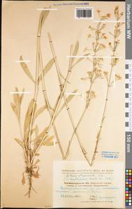 Silene multiflora (Ehrh.) Pers., Eastern Europe, North Ukrainian region (E11) (Ukraine)
