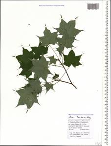 Acer cappadocicum subsp. cappadocicum, Caucasus, Stavropol Krai, Karachay-Cherkessia & Kabardino-Balkaria (K1b) (Russia)