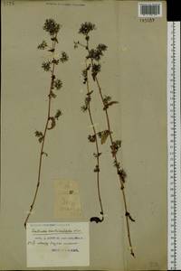 Crepidiastrum denticulatum subsp. denticulatum, Siberia, Russian Far East (S6) (Russia)
