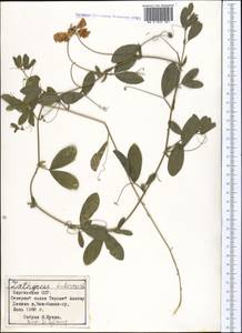 Lathyrus tuberosus L., Middle Asia, Northern & Central Tian Shan (M4) (Kyrgyzstan)