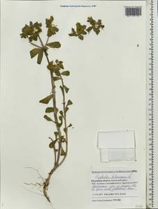 Euphorbia helioscopia L., Eastern Europe, Central region (E4) (Russia)