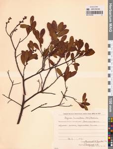 Myrica gale subsp. tomentosa (C.DC.) E. Murray, Siberia, Chukotka & Kamchatka (S7) (Russia)