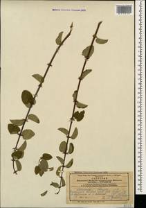 Lonicera iberica M.Bieb., Caucasus, Azerbaijan (K6) (Azerbaijan)