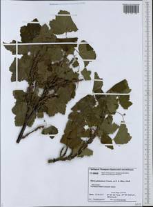 Ribes spicatum subsp. lapponicum Hyl., Siberia, Western Siberia (S1) (Russia)