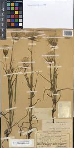 Tragopogon turkestanicus Nikitin, Middle Asia, Western Tian Shan & Karatau (M3) (Kazakhstan)
