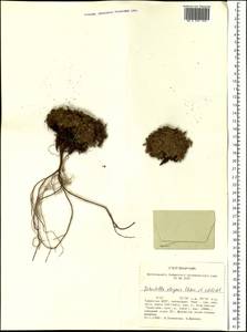 Potentilla elegans Cham. & Schltdl., Siberia, Altai & Sayany Mountains (S2) (Russia)