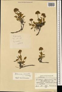 Valeriana saxicola C. A. Mey., Caucasus, South Ossetia (K4b) (South Ossetia)