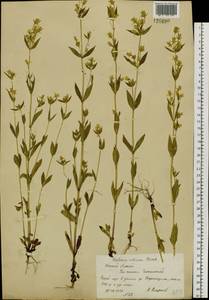 Halenia corniculata (L.) Cornaz, Siberia, Western (Kazakhstan) Altai Mountains (S2a) (Kazakhstan)