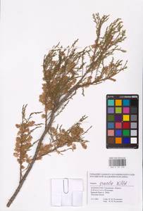 Tamarix gracilis Willd., Middle Asia, Caspian Ustyurt & Northern Aralia (M8) (Kazakhstan)