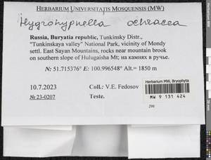 Hygrohypnella ochracea (Turner ex Wilson) Ignatov & Ignatova, Bryophytes, Bryophytes - Baikal & Transbaikal regions (B18) (Russia)