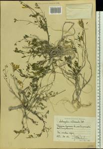 Astragalus albicaulis DC., Eastern Europe, North Ukrainian region (E11) (Ukraine)