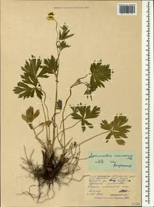 Ranunculus caucasicus M. Bieb., Caucasus, North Ossetia, Ingushetia & Chechnya (K1c) (Russia)
