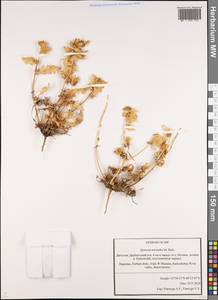 Spinacia tetrandra M. Bieb., Caucasus, Dagestan (K2) (Russia)