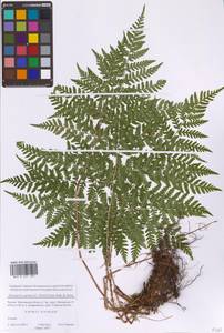 Dryopteris expansa (C.Presl) Fraser-Jenk. & Jermy, Eastern Europe, Moscow region (E4a) (Russia)
