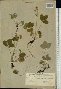 Fragaria viridis Duchesne, Eastern Europe, Lower Volga region (E9) (Russia)