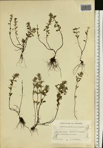 Clinopodium acinos (L.) Kuntze, Eastern Europe, Northern region (E1) (Russia)