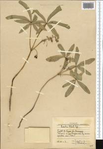 Gymnospermium alberti (Regel) Takht., Middle Asia, Western Tian Shan & Karatau (M3) (Uzbekistan)