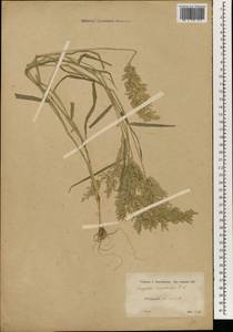 Eragrostis cilianensis (All.) Janch., South Asia, South Asia (Asia outside ex-Soviet states and Mongolia) (ASIA) (Turkey)