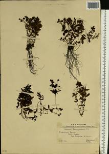 Veronica baumgartenii Roem. & Schult., Eastern Europe, West Ukrainian region (E13) (Ukraine)