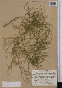 Corispermum laxiflorum Schrenk, Middle Asia, Caspian Ustyurt & Northern Aralia (M8) (Kazakhstan)