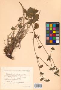 Potentilla fragiformis Willd. ex D. F. K. Schltdl., Siberia, Russian Far East (S6) (Russia)