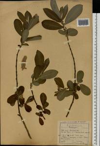 Salix cinerea × dasyclados, Eastern Europe, Central region (E4) (Russia)