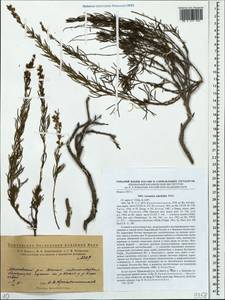 Artemisia salsoloides Willd., Eastern Europe, Eastern region (E10) (Russia)