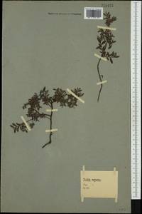 Salix repens L., Western Europe (EUR) (Germany)