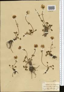 Ranunculus rufosepalus Franch., Middle Asia, Pamir & Pamiro-Alai (M2)