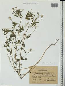 Trigonella caerulea (L.)Ser., Eastern Europe, Moldova (E13a) (Moldova)