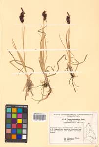 Carex membranacea Hook., Siberia, Chukotka & Kamchatka (S7) (Russia)