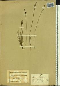 Carex tomentosa L., Siberia, Altai & Sayany Mountains (S2) (Russia)