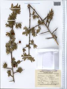 Crataegus orientalis Pall. ex M. Bieb., Crimea (KRYM) (Russia)