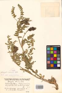 Astragalus marinus Boriss., Siberia, Russian Far East (S6) (Russia)