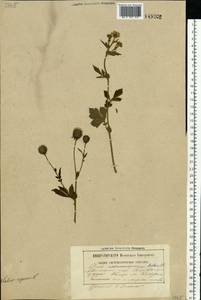 Geum aleppicum Jacq., Eastern Europe, Belarus (E3a) (Belarus)