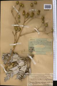 Arctium karatavicum (Regel & Schmalh.) Kuntze, Middle Asia, Western Tian Shan & Karatau (M3) (Kazakhstan)