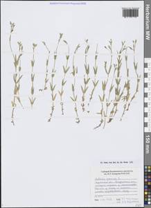 Stellaria graminea L., Siberia, Western Siberia (S1) (Russia)