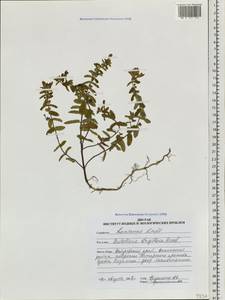 Scutellaria strigillosa Hemsl., Siberia, Russian Far East (S6) (Russia)