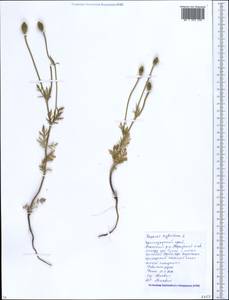 Roemeria sicula (Guss.) Galasso, Banfi, L. Sáez & Bartolucci, Caucasus, Krasnodar Krai & Adygea (K1a) (Russia)
