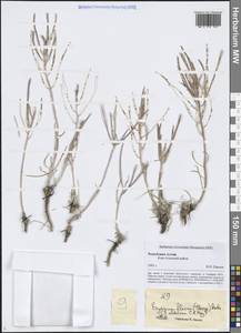 Erysimum altaicum C.A.Mey., Siberia, Altai & Sayany Mountains (S2) (Russia)