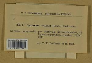 Calliergonella lindbergii (Mitt.) Hedenäs, Bryophytes, Bryophytes - Karelia, Leningrad & Murmansk Oblasts (B4) (Russia)