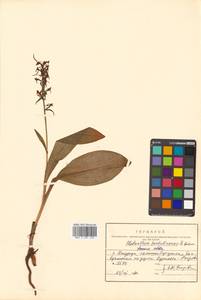 Platanthera sachalinensis F.Schmidt, Siberia, Russian Far East (S6) (Russia)