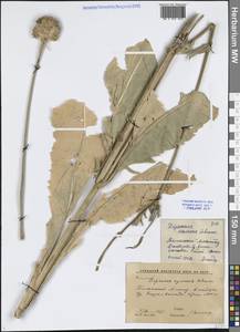 Dipsacus azureus Schrenk, Middle Asia, Western Tian Shan & Karatau (M3) (Kyrgyzstan)