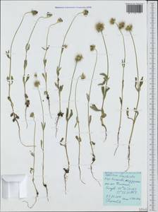 Lomelosia brachiata (Sm.) Greuter & Burdet, Crimea (KRYM) (Russia)