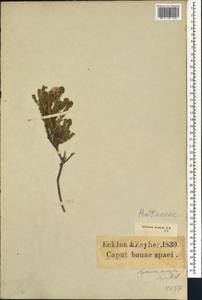 Agathosma hirta (Lam.) Bartl. & Wendl. fil., Africa (AFR) (South Africa)